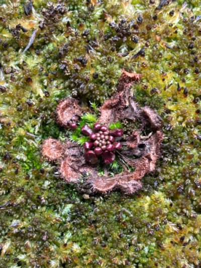 Drosera rotundifolia