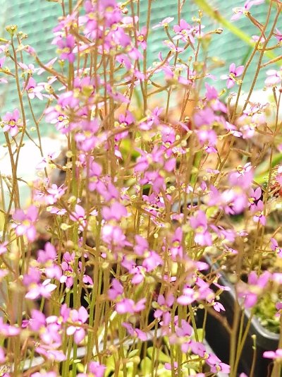 Stylidium debile