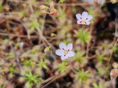 Drosera occidentalis