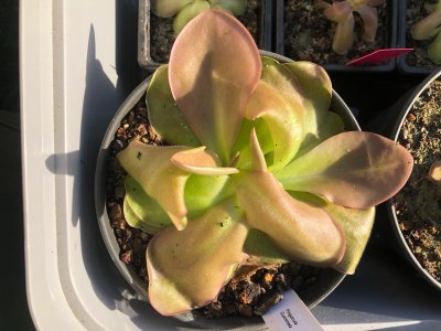 Pinguicula "Guatemala"
