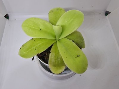 Pinguicula gigantea