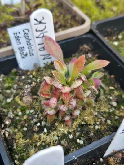Cephalotus follicularis 'Eden Black'
