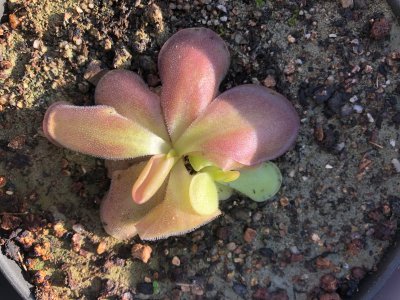 Pinguicula "Guatemala"