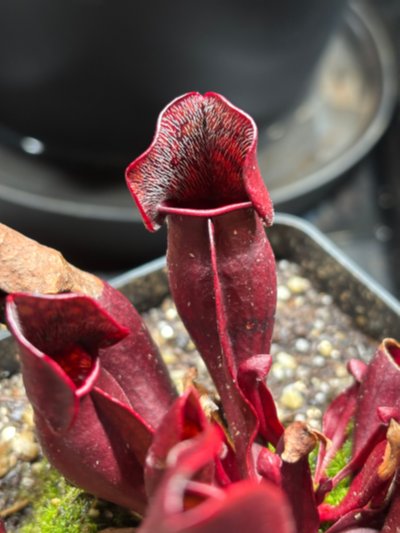 Photo de contribution