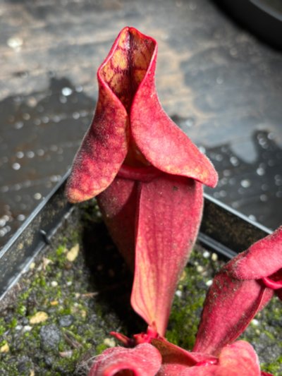 Photo de contribution