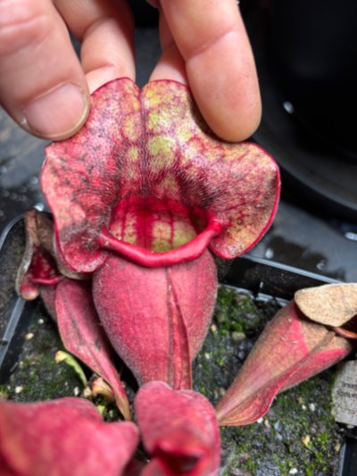 Sarracenia purpurea subsp. venosa