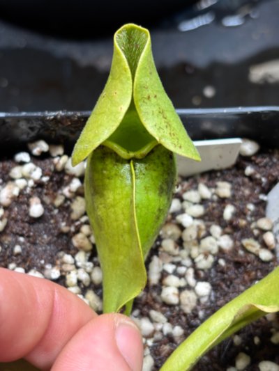 Sarracenia purpurea f. heterophylla
