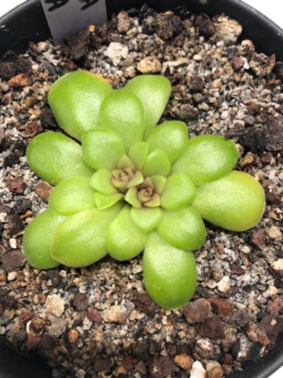 Photo de plante
