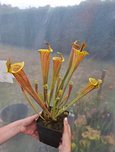Sarracenia flava var. ornata