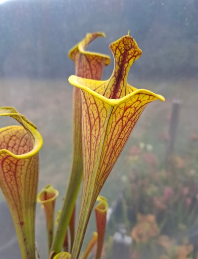 Sarracenia flava var. ornata