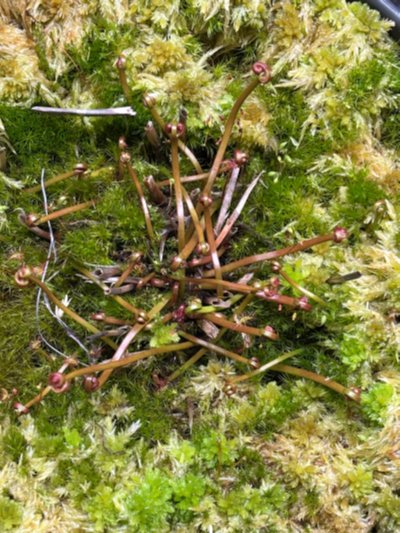 Drosera binata