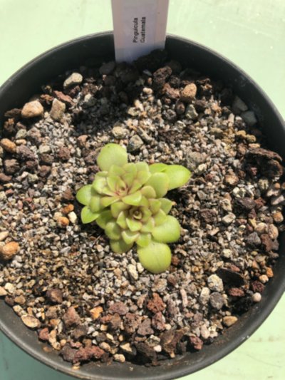 Photo de plante