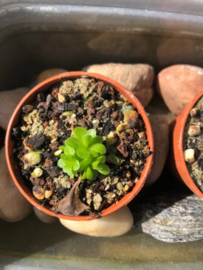 Plant photo