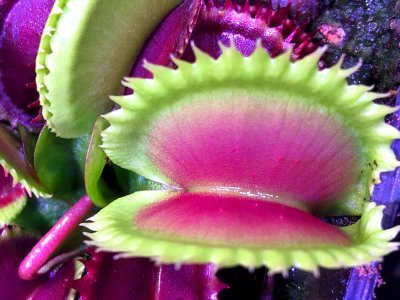 Dionaea "Sawhale"