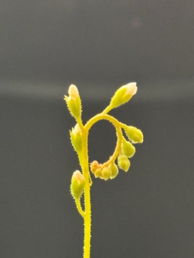 Drosera [spatulata x ultramafica]