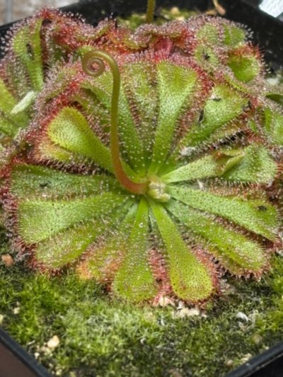 Photo de plante