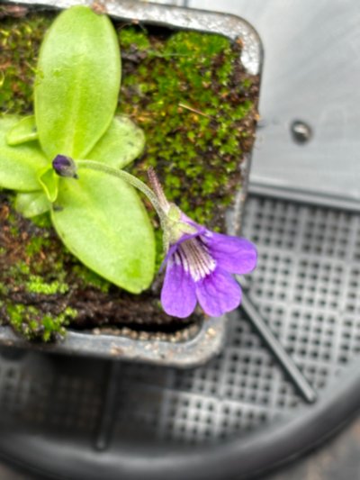 Pinguicula x scullyi [grandiflora x vulgaris]