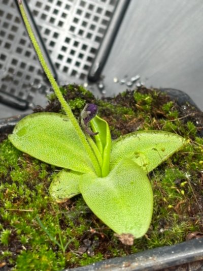 Pinguicula x scullyi [grandiflora x vulgaris]
