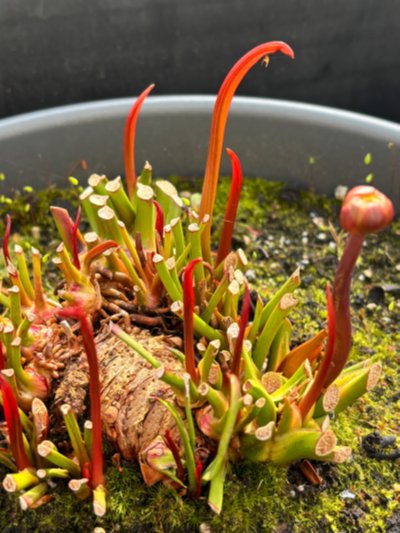 Plant photo