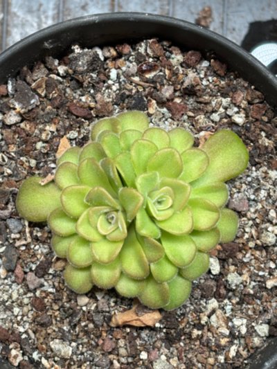 Pinguicula agnata