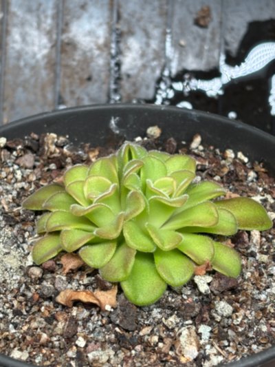 Plant photo