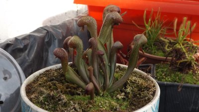 Darlingtonia californica