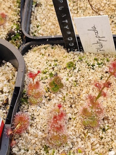 Drosera platypoda