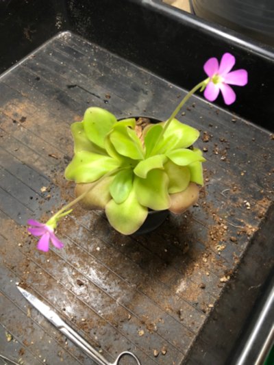 Pinguicula "Guatemala"
