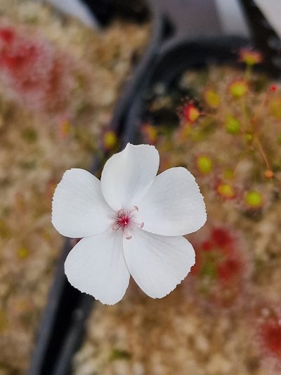 Drosera platypoda