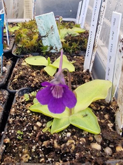 Pinguicula "Rio Ara"