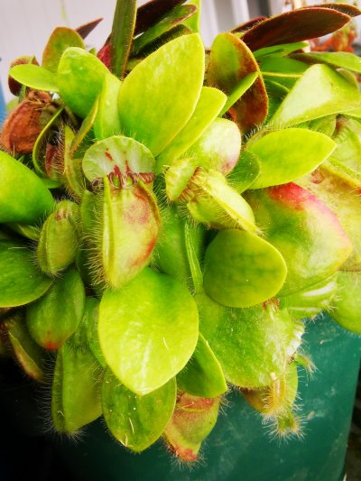 Cephalotus follicularis