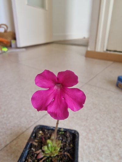 Pinguicula [moctezumae x laueana]