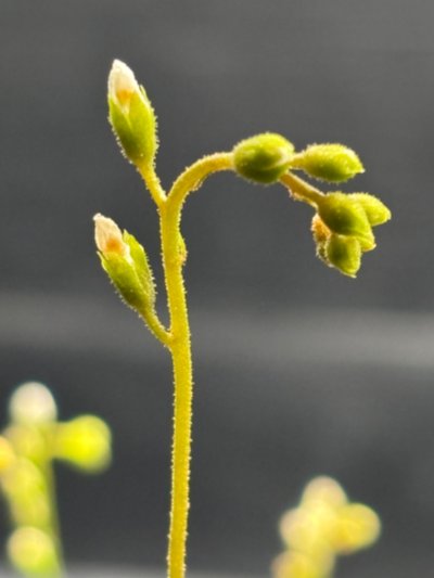 Photo de plante
