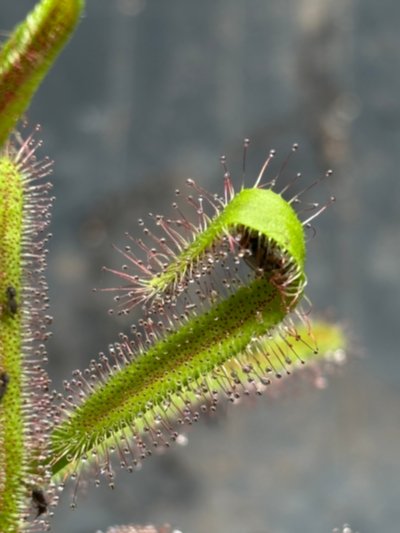 Drosera capensis
