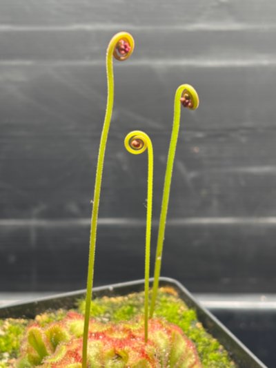 Plant photo