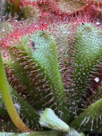 Plant photo
