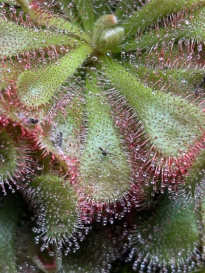 Photo de plante