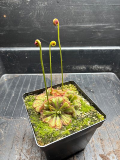 Plant photo