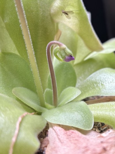 Pinguicula "Guatemala"