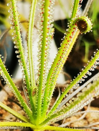 Drosophyllum lusitanicum