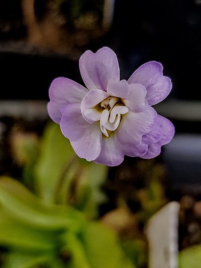 Pinguicula primuliflora