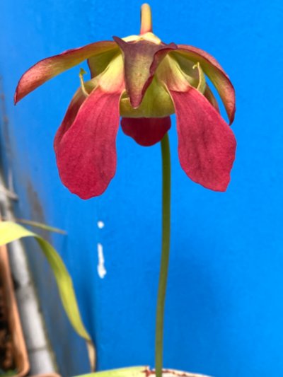 Sarracenia x catesbaei [flava x purpurea]