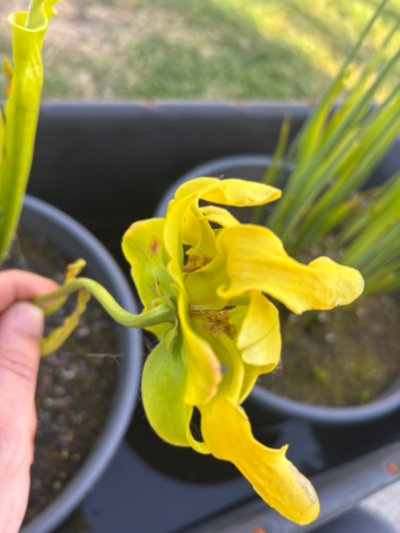 Sarracenia flava