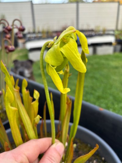 Sarracenia flava