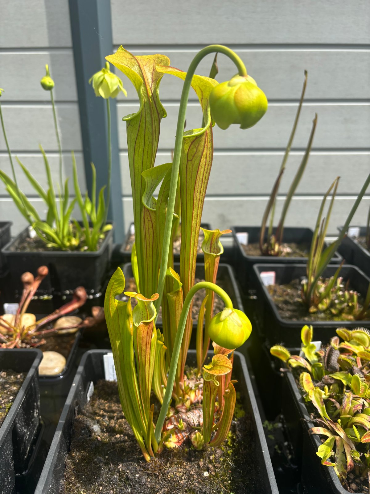 Contribution Image