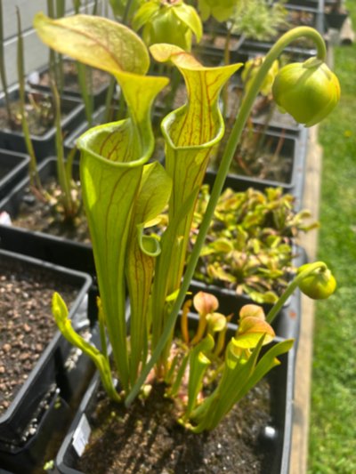 Photo de plante