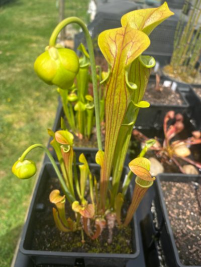 Sarracenia oreophila "heavy veined"