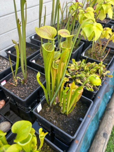 Sarracenia oreophila "heavy veined"