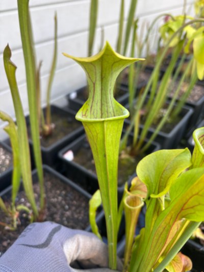 Sarracenia oreophila "heavy veined"