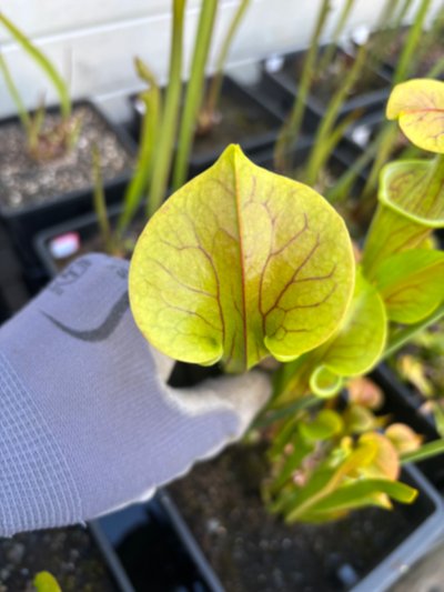 Photo de plante
